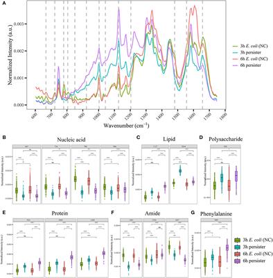 Single-cell Raman spectroscopy identifies Escherichia coli persisters and reveals their enhanced metabolic activities